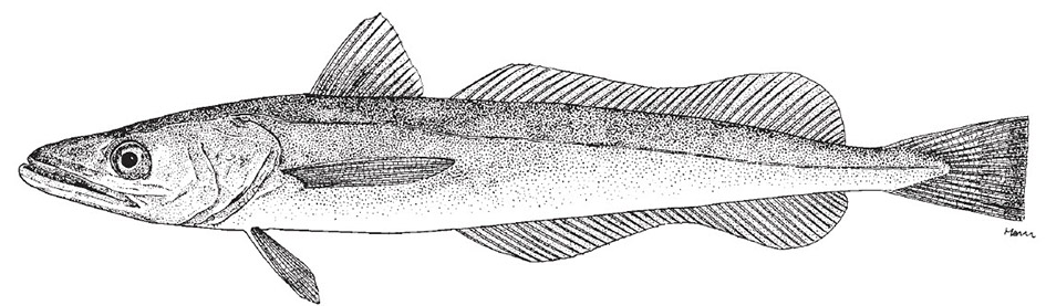 Merluccius patagonicus.jpg